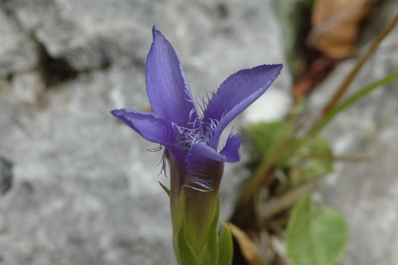 Gentianopsis ciliata / Genziana sfrangiata